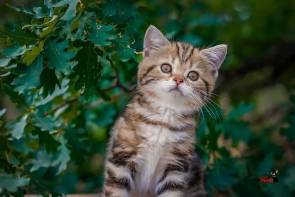 British Shorthair | Foto 1