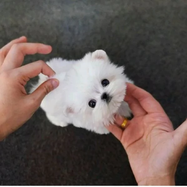 Cuccioli maltesi vendo