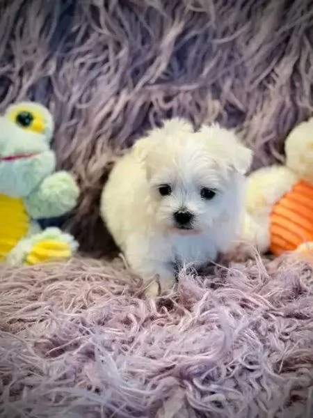 Cuccioli maltesi vendo | Foto 2