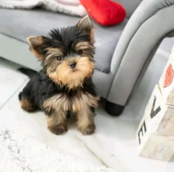 Yorkshire terrier toy | Foto 1