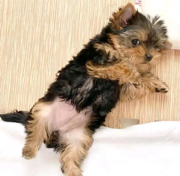 Yorkshire terrier toy | Foto 0