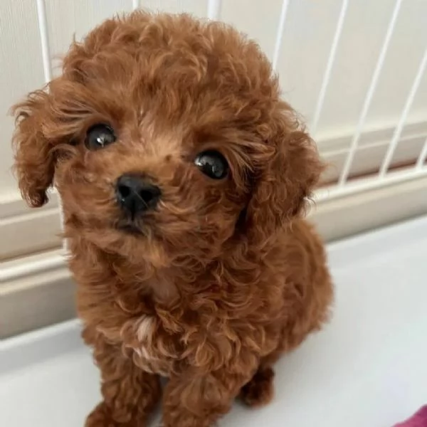 Barboncini toy maschi e femmine