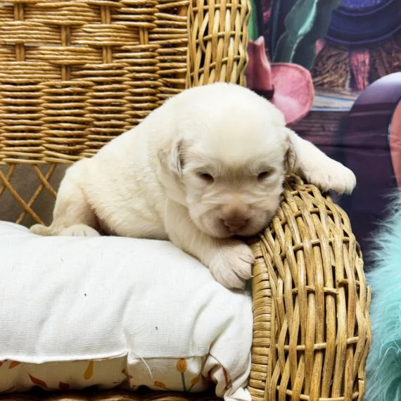 Regalo CUCCIOLI LABRADOR BELLISSIMI CUCCIOLI DI LABRADOR DI PRIMA SCELTA IN PRONTA CONSEGNA MICROCIP
