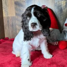 Regalo CUCCIOLI COCKER SPANIEL 1 maschio e 2 femmine .I cuccioli verranno con PEDIGREE, microchip, v