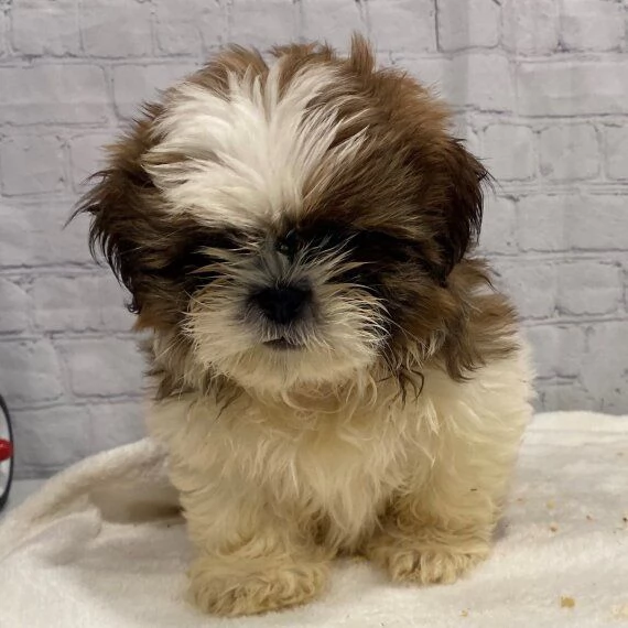 REGALO Cuccioli Shih Tzu avente : Primi vaccini, Passaporto, Libretto sanitario, Microchip. Possibil