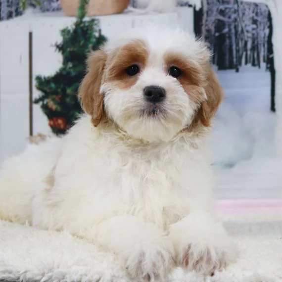  REGALO Golden retriver cuccioli Abbiamo disponibili cuccioli con garanzia,almeno 2 vaccinazioni, mi