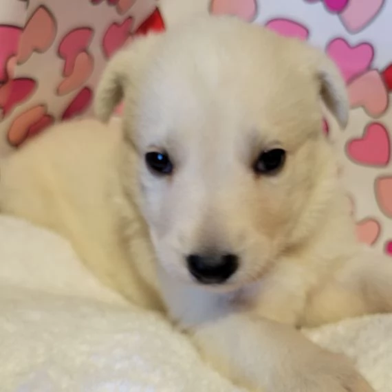 Regalo cuccioli pastore tedesco cuccioli pastore tedesco maschio e femmina . uno ideale regalo x i v