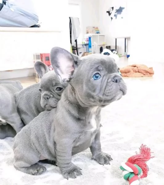 {Cuccioli di bouledogue francese blue}