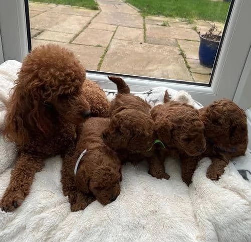 Adorabili cuccioli di barboncino toy pronti per l'adozione. | Foto 3