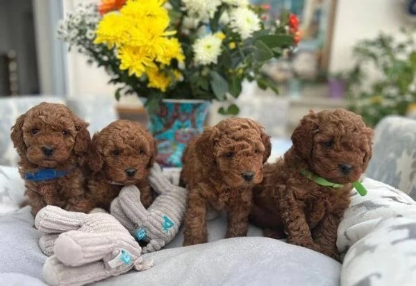 Adorabili cuccioli di barboncino toy pronti per l'adozione. | Foto 2