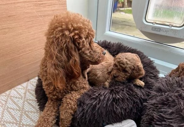 Adorabili cuccioli di barboncino toy pronti per l'adozione. | Foto 1