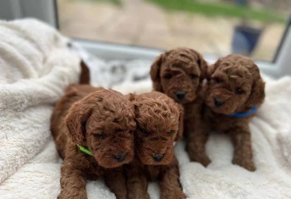Adorabili cuccioli di barboncino toy pronti per l'adozione. | Foto 0