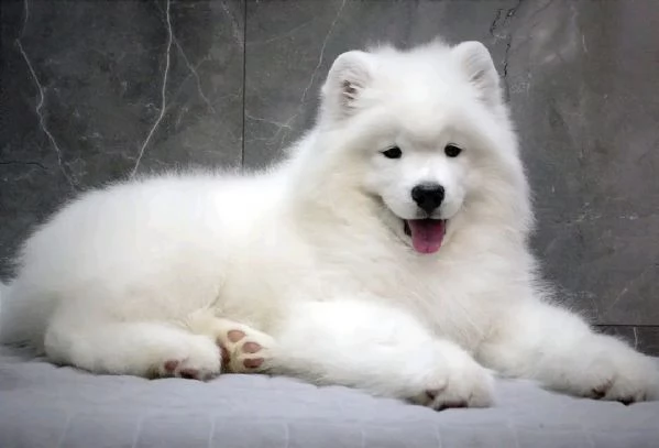 cuccioli Samoiedo | Foto 0