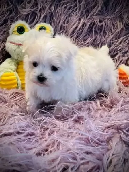 Cuccioli maltesi vendo | Foto 0