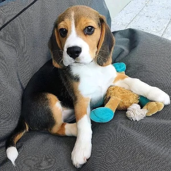 Bellissimi cuccioli di beagle  | Foto 1