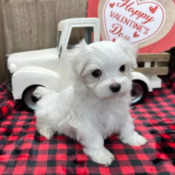 Regalo cuccioli di maltese per l'adozione disponibili per una buona case, i cuccioli sono ben treno 