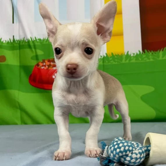 Regalo CHIHUAHUA MERAVIGLIOSI cuccioli di chihuahua ottima genealogia, gia vaccinati, sverminati e m