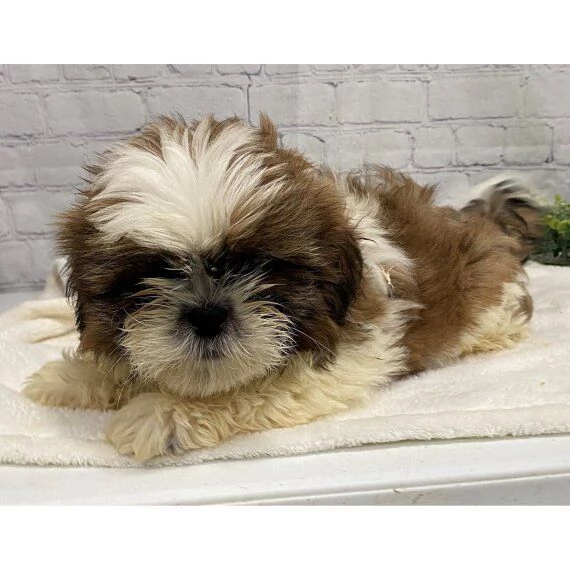 Regalo cuccioli di shitzu meraviglioso il musetto degli shih tzu maschio e femmina tutti completamen