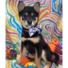 REGALO due cuccioli di Shiba Inu per l'adozione disponibili per una buona case, i cuccioli sono ben