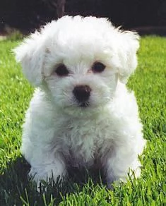 REGALO Dolci cuccioli Maltese per l'adozione abbiamo cuccioli Maltese molto felice e sorprendente. A