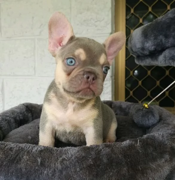Cuccioli di Bulldog francese in adozione
