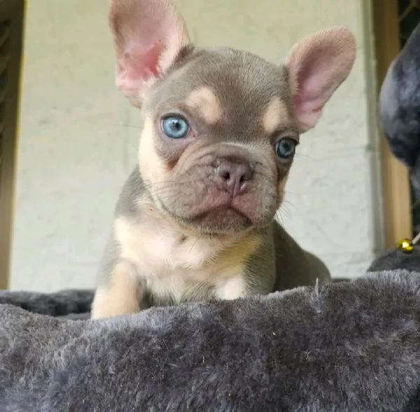 Cuccioli di Bulldog francese in adozione | Foto 5