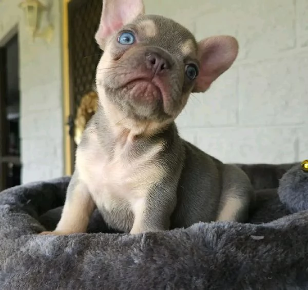 Cuccioli di Bulldog francese in adozione | Foto 4