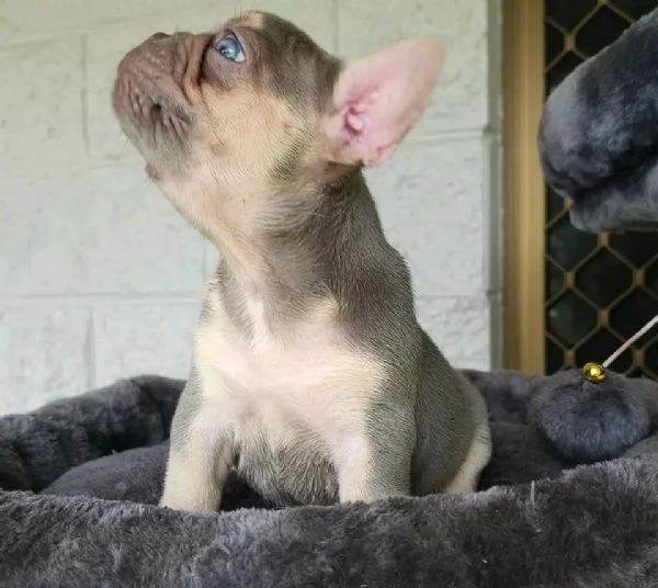 Cuccioli di Bulldog francese in adozione | Foto 3