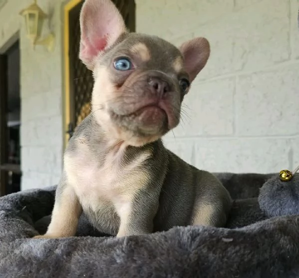 Cuccioli di Bulldog francese in adozione | Foto 2