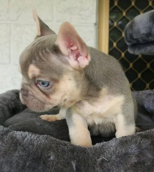 Cuccioli di Bulldog francese in adozione | Foto 1