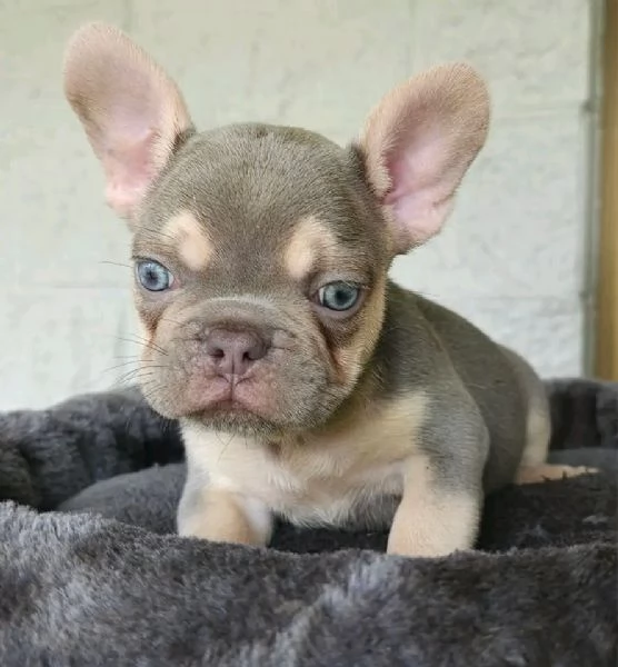 Cuccioli di Bulldog francese in adozione | Foto 0