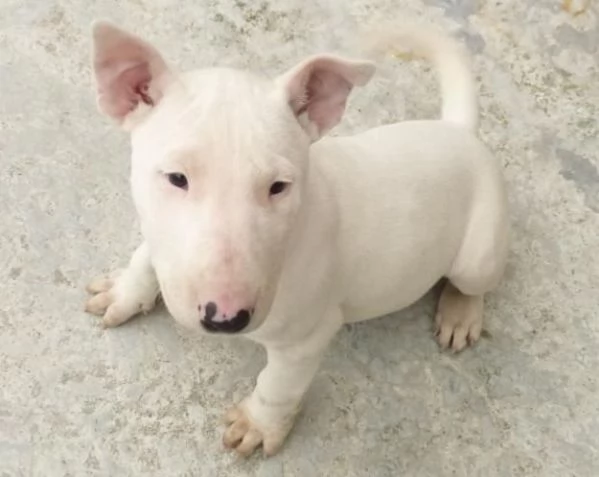 adorabili cuccioli di Bull Terrier in regalo