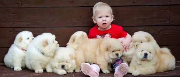 Vendita cuccioli di chow chow