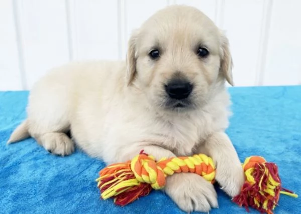Vendita cuccioli di Golden Retriever