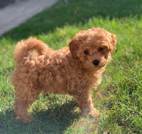 Cuccioli di barboncino qui in vendita