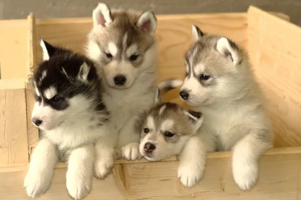 Regalo cuccioli di husky siberiano  maschi e femmina.  