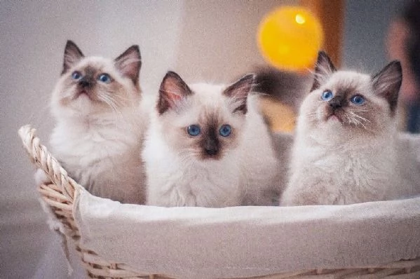 Splendidi cuccioli di ragdoll