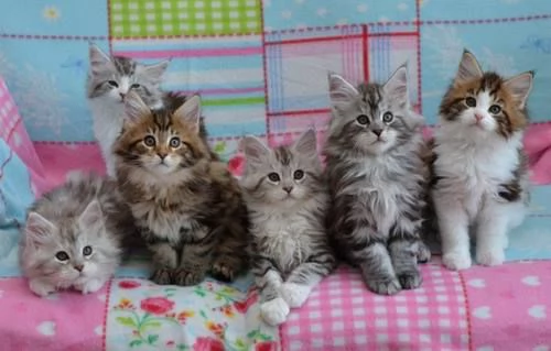 cuccioli Maine coon