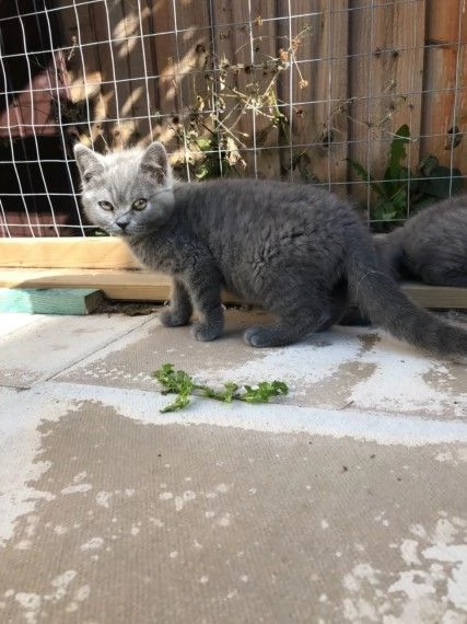 British Shorthair  | Foto 1