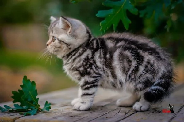 British Shorthair  | Foto 0