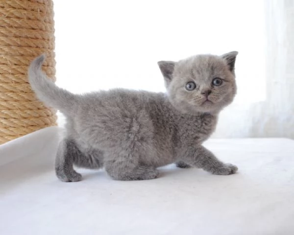 British Shorthair 