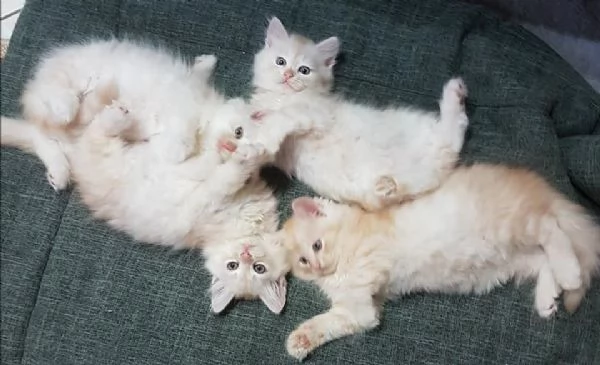 Gattini siberiani Ipoallergenici