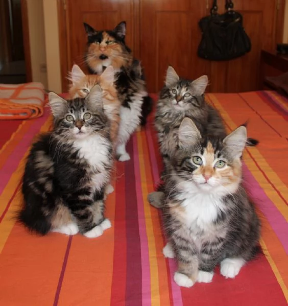 Disponibili gattini norvegesi