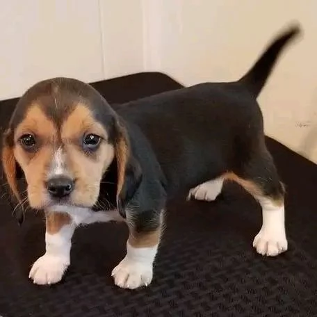 Bellissimi cuccioli di beagle ...... | Foto 0