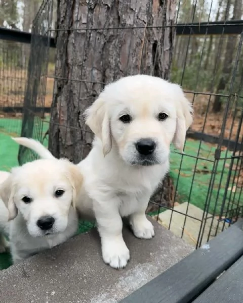 GOLDEN RETRIEVER CUCCIOLI  | Foto 1