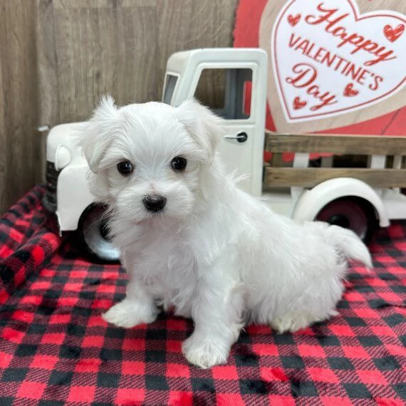  REGALO Dolci cuccioli Maltese per l'adozione abbiamo cuccioli Maltese molto felice e sorprendente. 