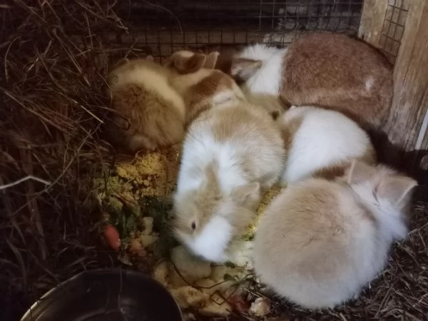 Dolci coniglietti Testa di Leone  | Foto 2