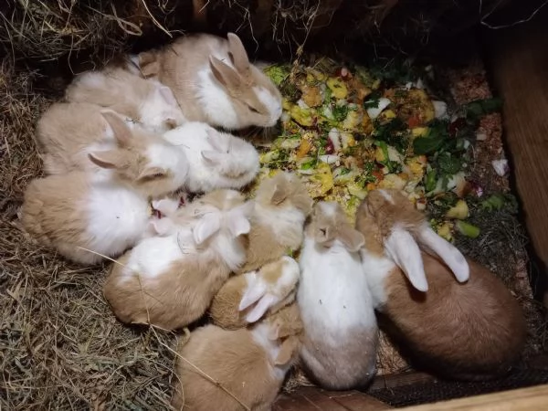 Dolci coniglietti Testa di Leone  | Foto 0