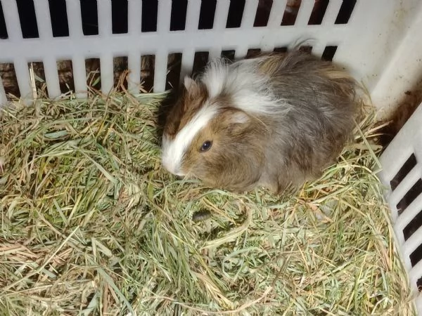 Cuccioli Porcellini d'india due razze | Foto 3