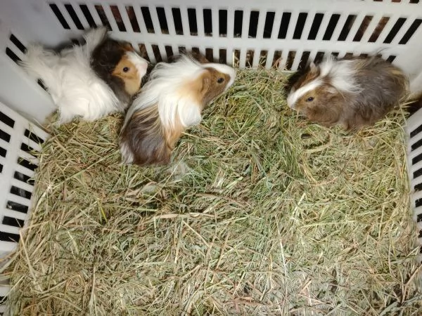 Cuccioli Porcellini d'india due razze